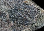 Rough Agatized Dinosaur Bone - Ounces #25520-2